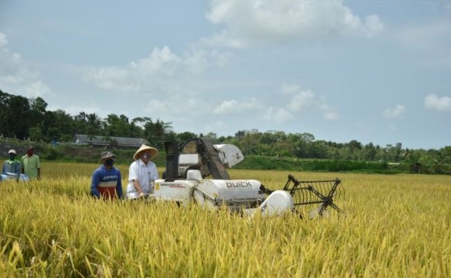 After Paddy Harvest, Regent of Kebumen Confirmed to be Surplus