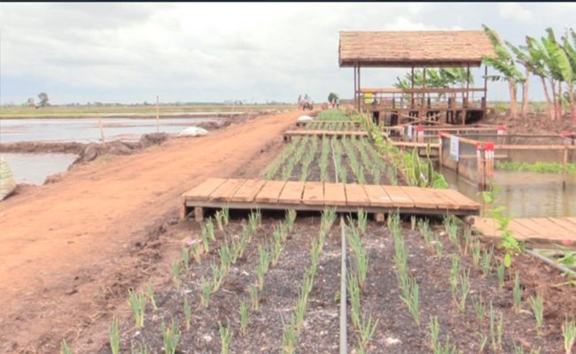 Food Estate Kalteng Sulap Rawa Jadi Kawasan Buah Dan Sayur
