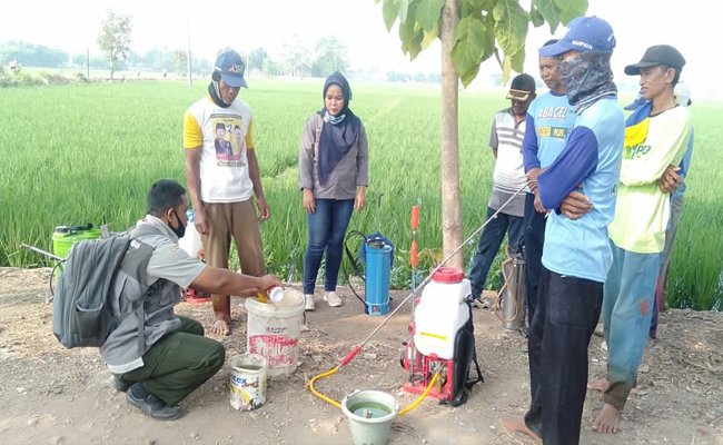 Kementan Amankan Produksi Padi dari Serangan Penggerek di Subang