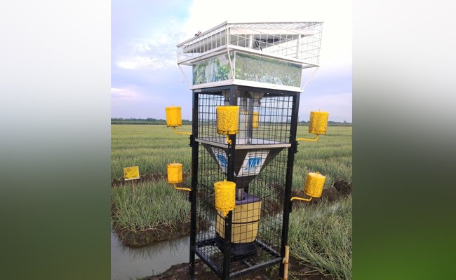 Kementan Intensifkan Program Peningkatan Daya Saing Komoditas Hortikultura dari Hulu