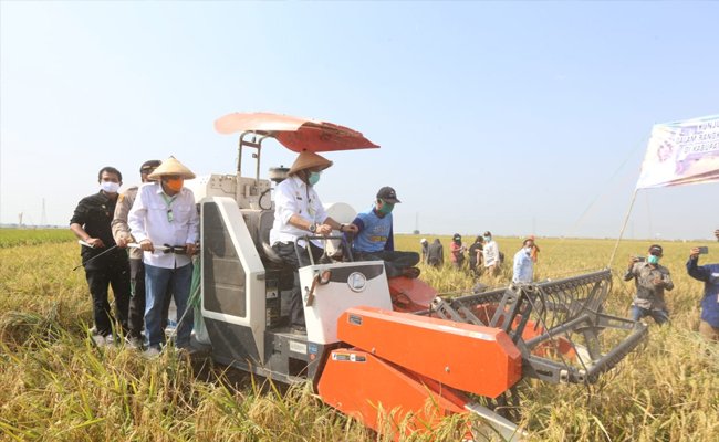 Mentan SYL Panen Padi di Indramayu, Stok Beras Melimpah