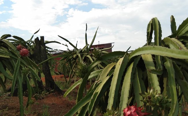 Pandemic, The Fruit Dragon Farmers in Kutai Kertanegara Operate Again