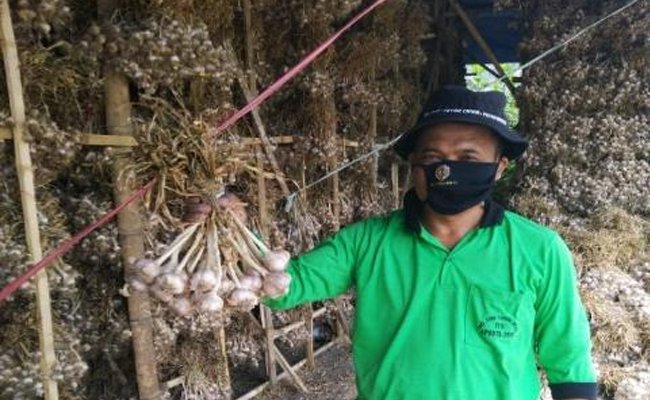 Potensi Pacet Sebagai Wilayah Pengembangan Kawasan Bawang Putih Nasional