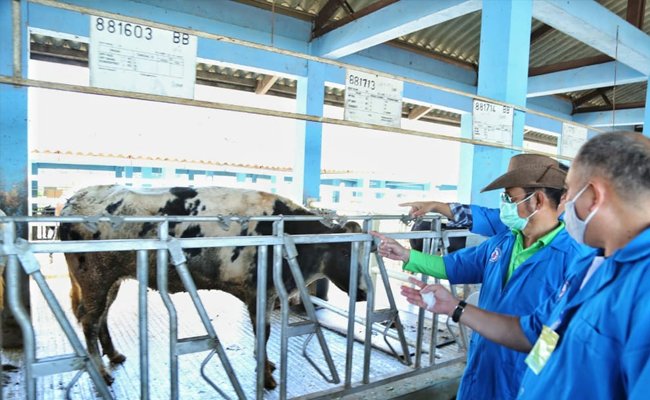 SYL Supports to develop Superior Cows Breeding