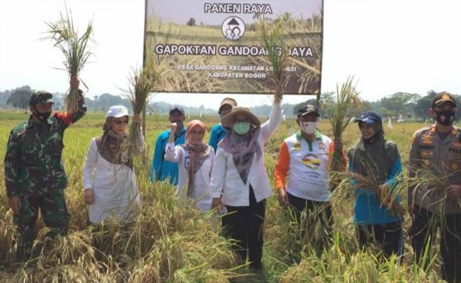 The Farmers in Bogor Harvested Organic Paddy, Ministry of Agriculture Encouraged to Make Agricultural Corporate