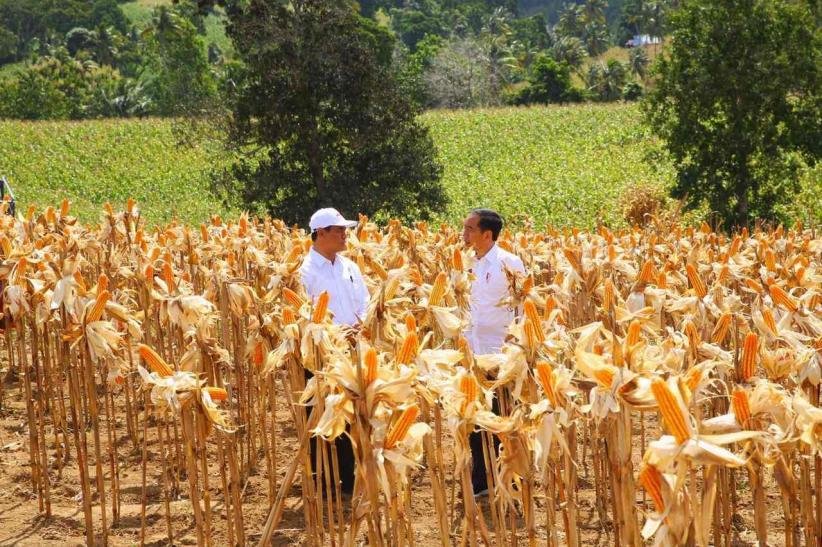 Benarkah Jagung Langka? Pemprov Gorontalo Siap Penuhi Permintaan Nasional