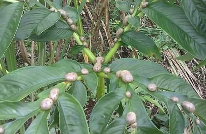 Gencarkan Ekspor Porang, Kemenperin Dorong Petani Genjot Nilai Tambah