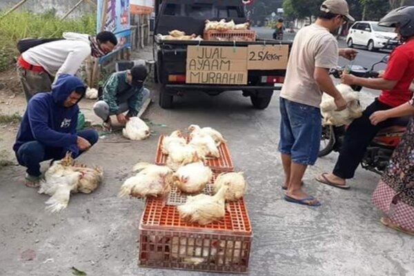 Harga Ayam Kampung Babak Belur, Permintaan Sepi