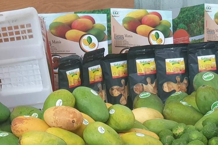 Mangga Gadung Pasuruan Mejeng di Pameran Buah Belgia, Terima Kasih Kementan....