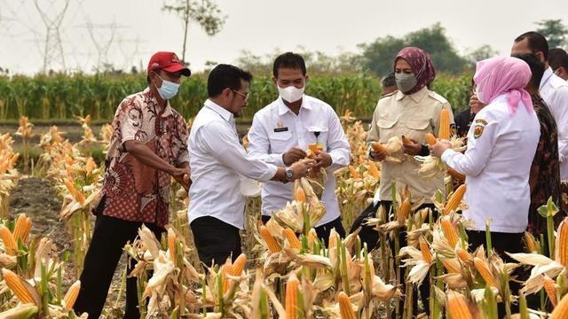 Mentan SYL Lakukan Panen Jagung Serentak di 130 Kabupaten, Setop Isu Kelangkaan
