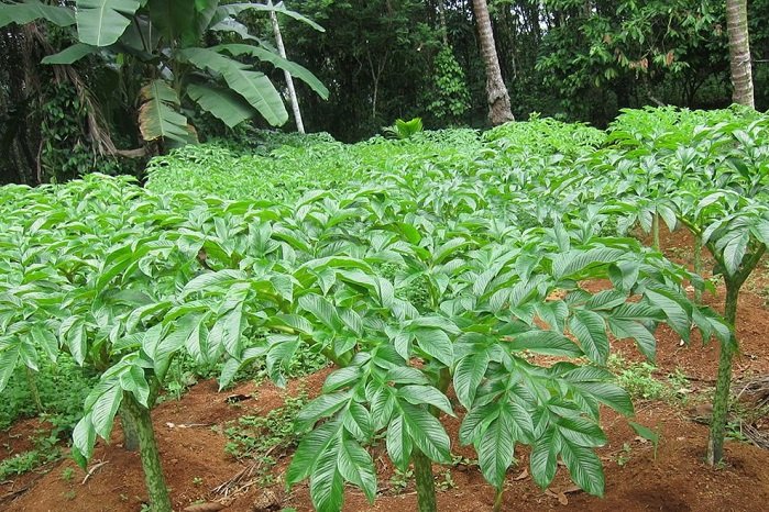 Meski Dukungan Anggaran Pusat dan Daerah Minim, Sulsesl Genjot Porang
