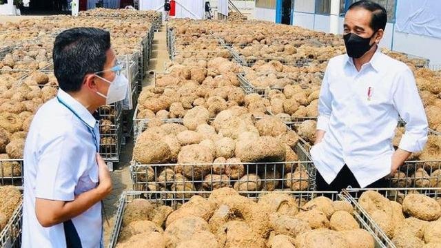 Ramai-ramai Tanam Porang, Kabupaten Sampang Tak Mau Ketinggalan