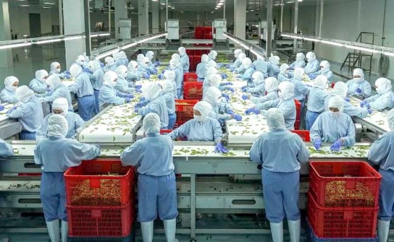 Kuartal Kedua 2023, ANJ Kembali Ekspor Edamame Premium ke India