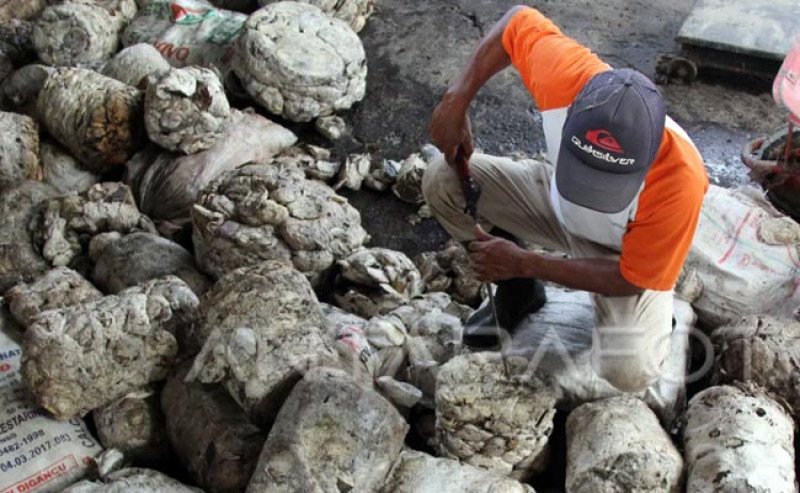 Harga Karet di Sicom Turun Rp 213 pada Rabu 11 September 2024