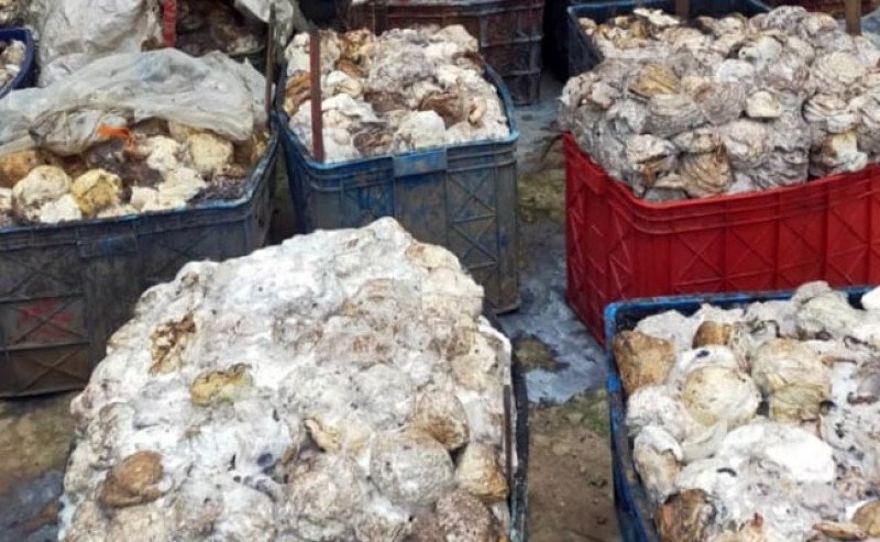 Harga Karet Kering di Sicom Naik Rp 476 pada Selasa 17 September 2024