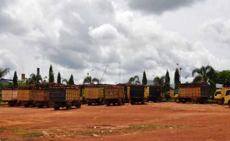 Harga TBS Petani Sawit Plasma Riau Turun Rp 19,88/kg di Periode 18-24 September 2024