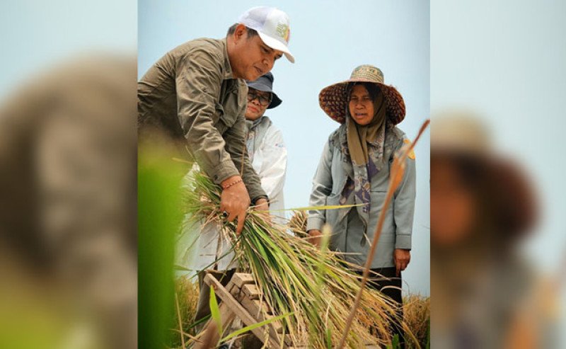 Poktan Bina Tani Sambut Riang Panen Kedua di Musim Kemarau