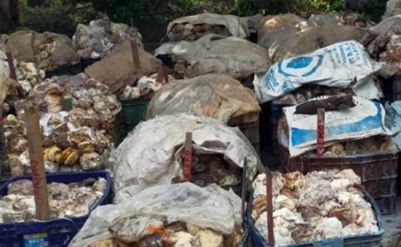 Harga Karet Kering di Sicom Naik Rp 399 pada Jumat 27 September 2024