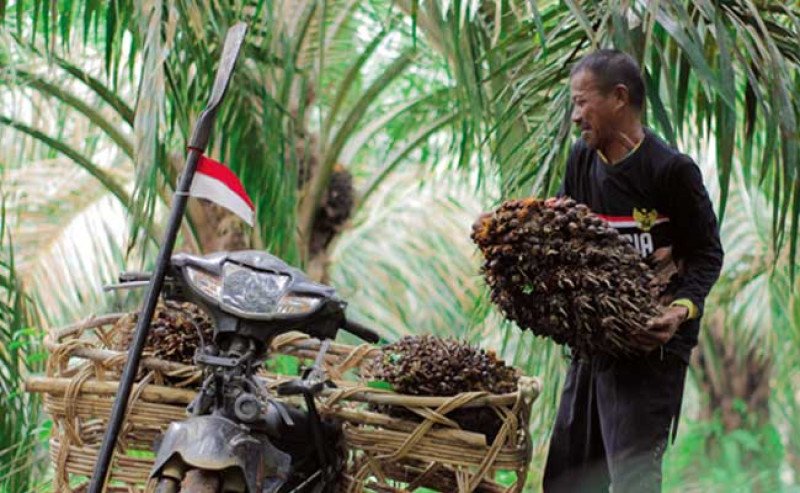 POPSI Desak Kemitraan Adil dan Reforestasi Sawit Ilegal