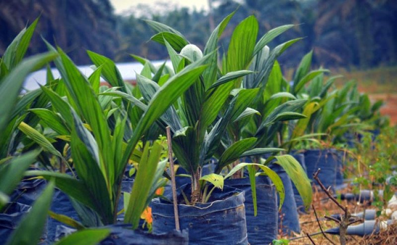 PalmCo Gandeng Petani Sawit Percepat Program PSR