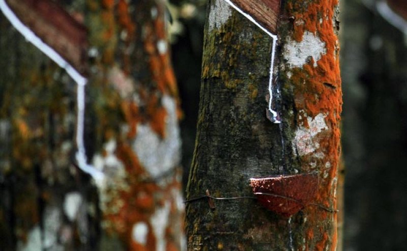 Harga Karet Merangkak Naik, Sentuh Rp28.582 per Kg Pada Kamis (4/9)