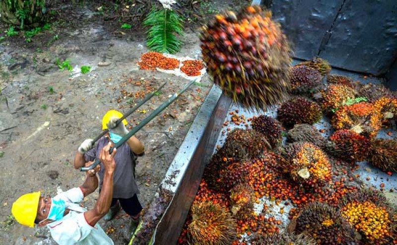 Harga TBS Sawit Jambi Periode 5–11 September 2025 Naik Tipis