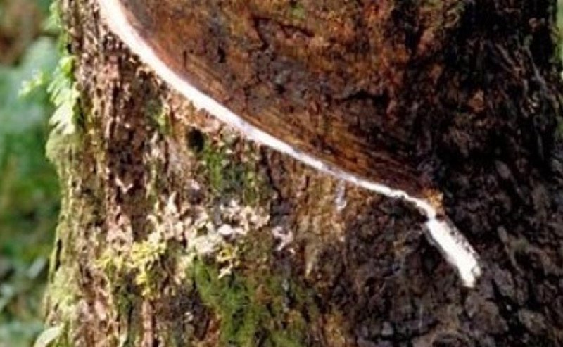 Harga Karet SGX-Sicom Naik Tipis pada Kamis, 11 September 2025