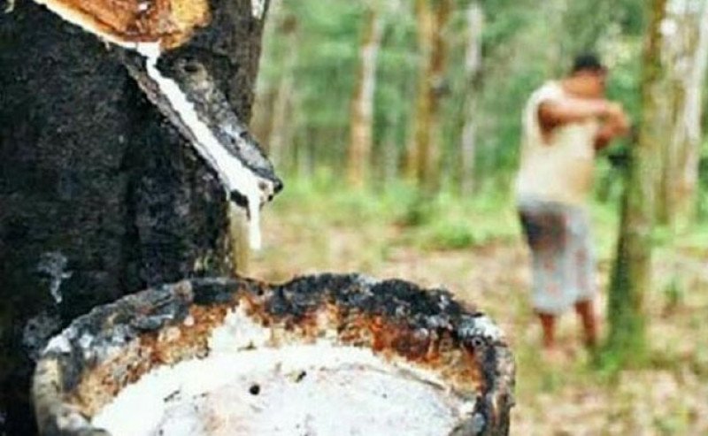 Harga Karet SGX Sicom Naik Rp204 Per Kg pada Selasa 16 September 2025