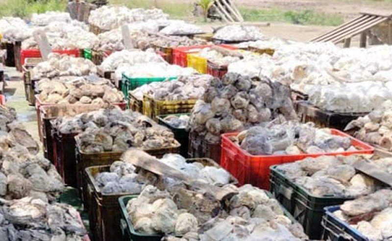 Harga Karet SGX Sicom Naik ke Rp28.481/kg pada Rabu 17 September 2025