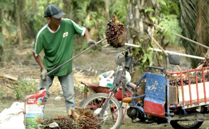 Harga TBS Sawit Swadaya Riau Periode 17–23 September 2025 Turun Rp19,38/Kg