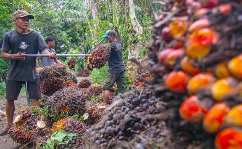 Harga TBS Sawit Kalbar Periode II-September 2025 Turun Tipis