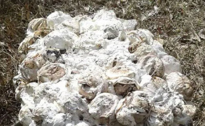 Harga Karet Naik Tipis di Awal Pekan (22/9/2025), Sentuh Rp 28.091 per Kg