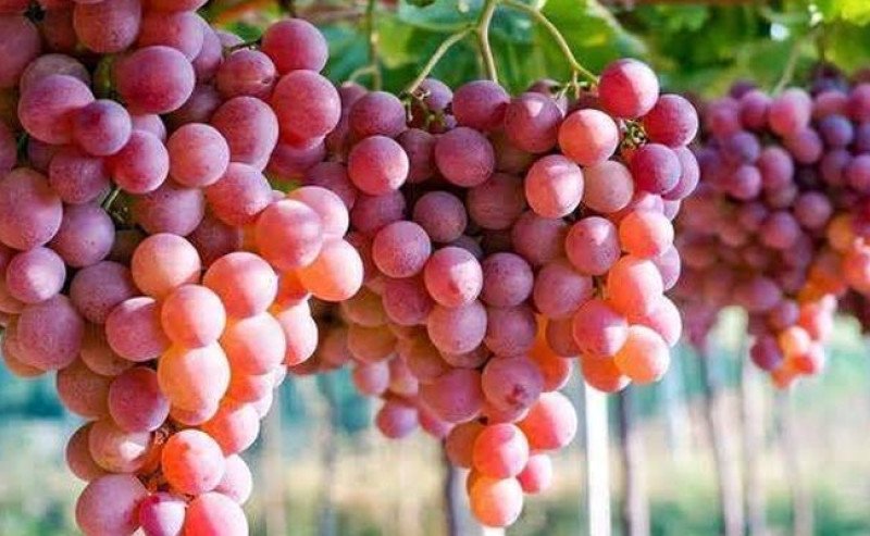 Mahasiswa UGM Teliti Potensi Ekstrak Anggur Merah untuk Terapi Neuropati Diabetik