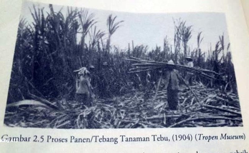 Gula, Cermin Bangsa: Dari Kejayaan Tebu hingga Runtuhnya Industri Manis Nusantara