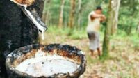 Getah Karet (Antara) Agricom