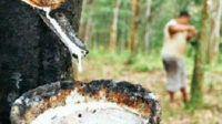 Harga Karet SGX SICOM Turun Lagi, Tertinggi Rp 28.510 per Kg pada 2 Desember 2025 AGRICOM