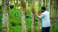 Harga Karet SGX-Sicom Jumat (4/9) Turun Rp203, Tertinggi Rp40.958 per Kg Agricom