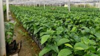 28 Persen Areal Kopi Berpotensi Kering, Kementan Perkuat Budidaya Adaptif Iklim AGRICOM