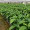 AGRICOM