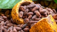 AGRICOM, Harga Biji Kakao