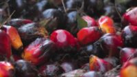 Harga TBS Sawit Swadaya Riau 16–22 September 2026 Turun Jadi Rp3.912,24 AGRICOM