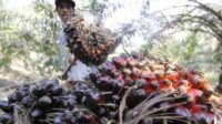 Agricom