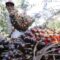 Agricom