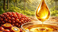 Harga CPO Malaysia Kamis (24/9) Naik Tipis Jadi RM4.771 per Ton AGRICOM