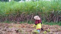 AGRICOM