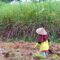 AGRICOM