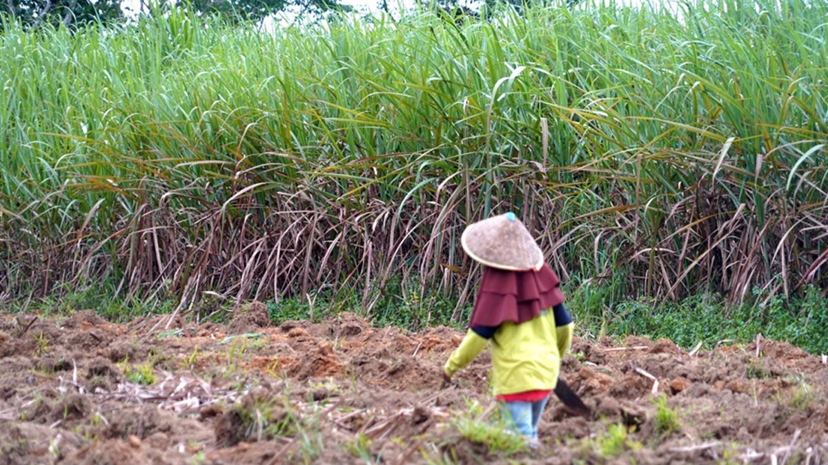 AGRICOM