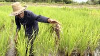 AGRICOM