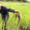 AGRICOM