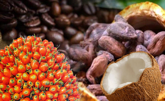 Kementan Dorong Hilirisasi Perkebunan dari Hulu, Perkuat Nilai Tambah Pekebun AGRICOM